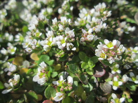 Image of early scurvygrass