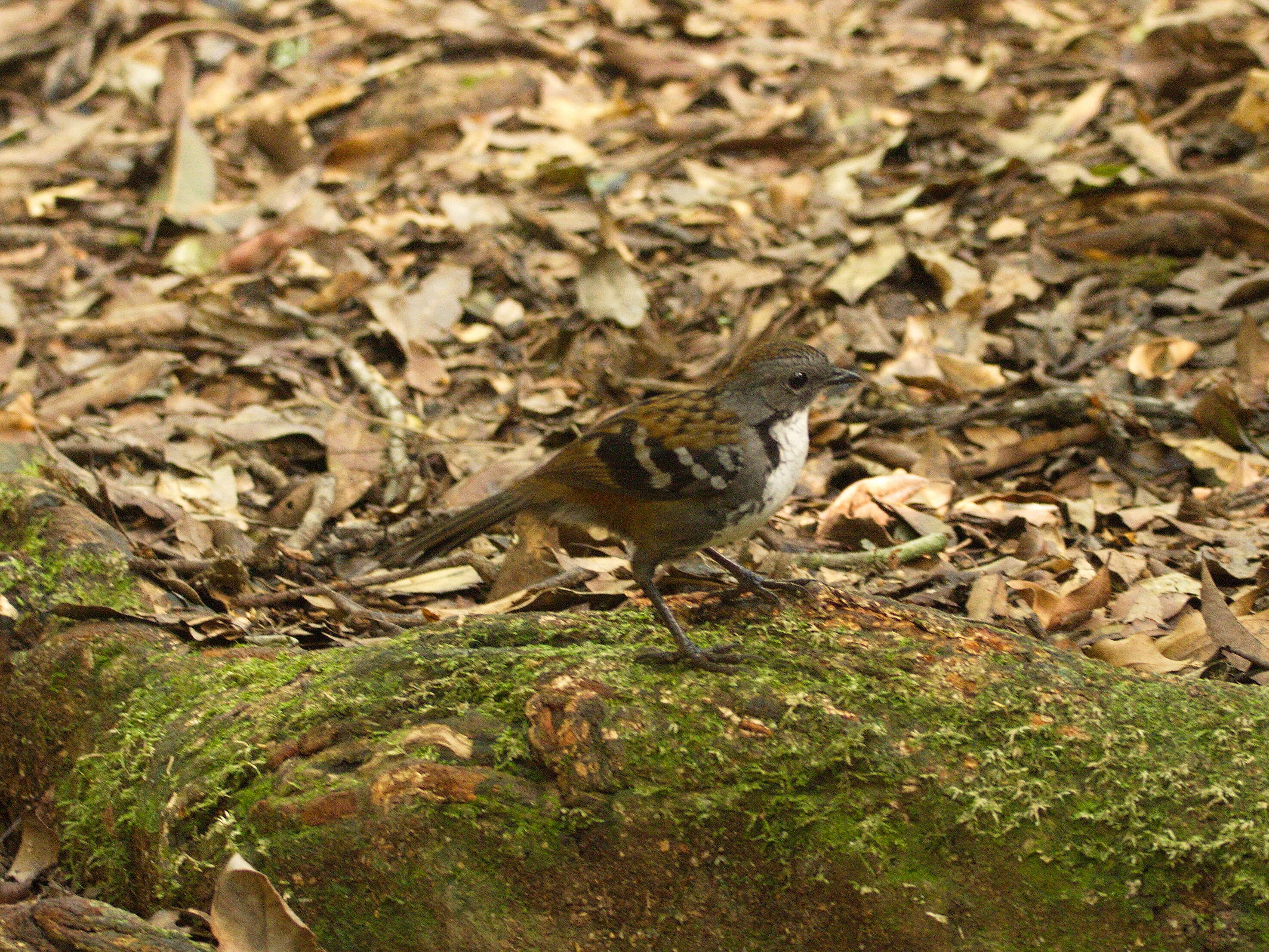 Image of logrunners