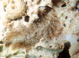 Image of Pontogenia chrysocoma (Baird 1865)