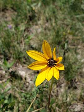 Image of stiff sunflower