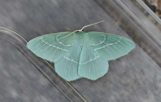 Image of small emerald moth