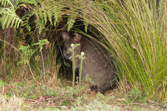 Image of Red-necked Pademelon