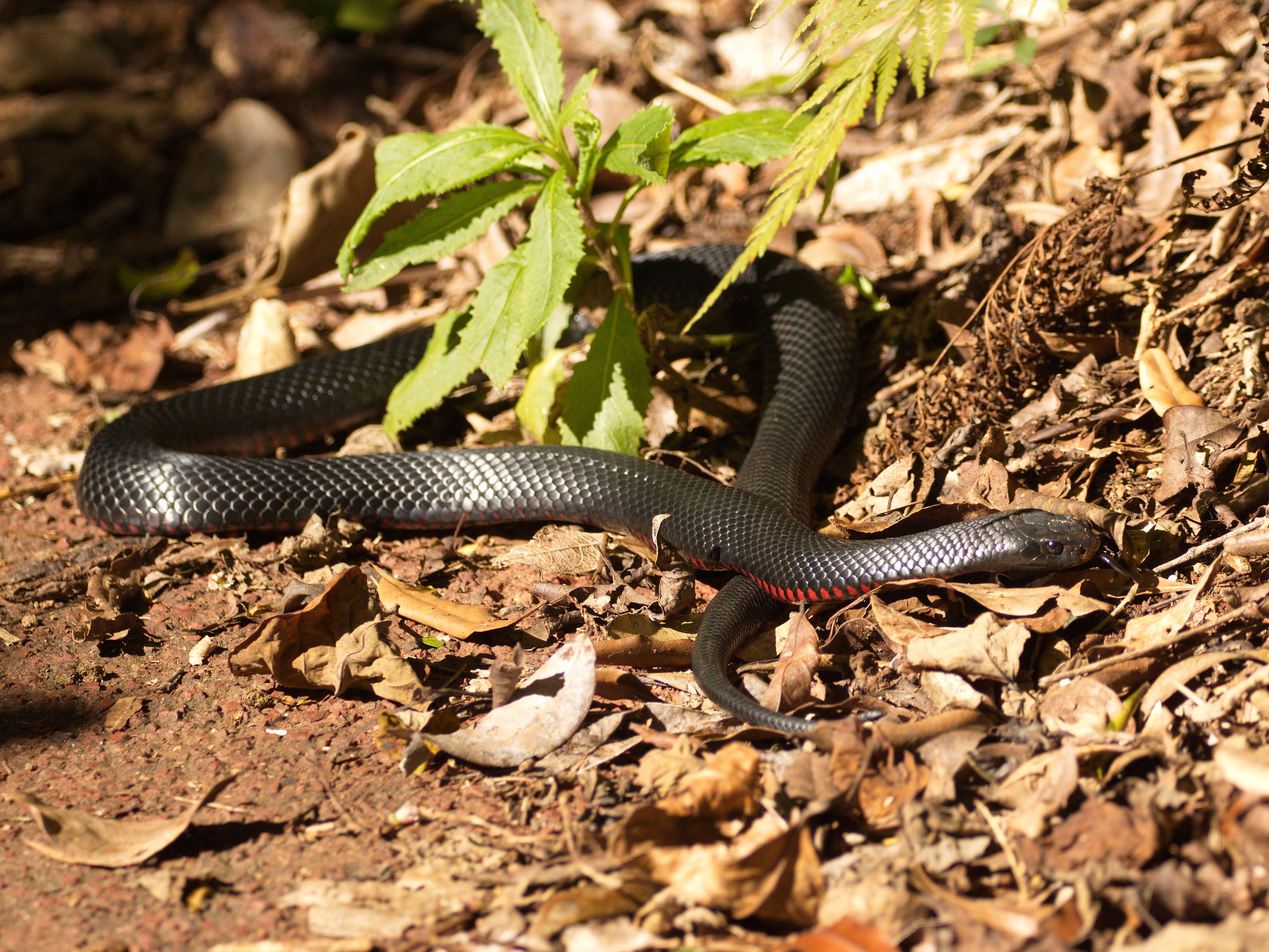 Image of red-bellied black snake