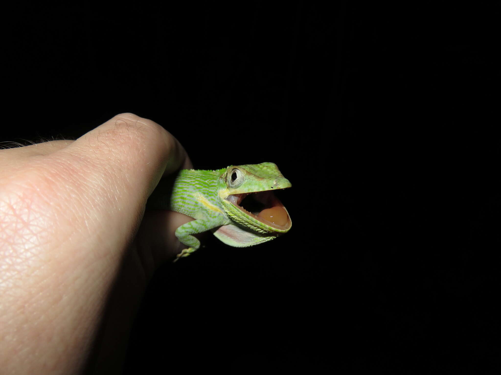 Image of Cuban Giant Anole