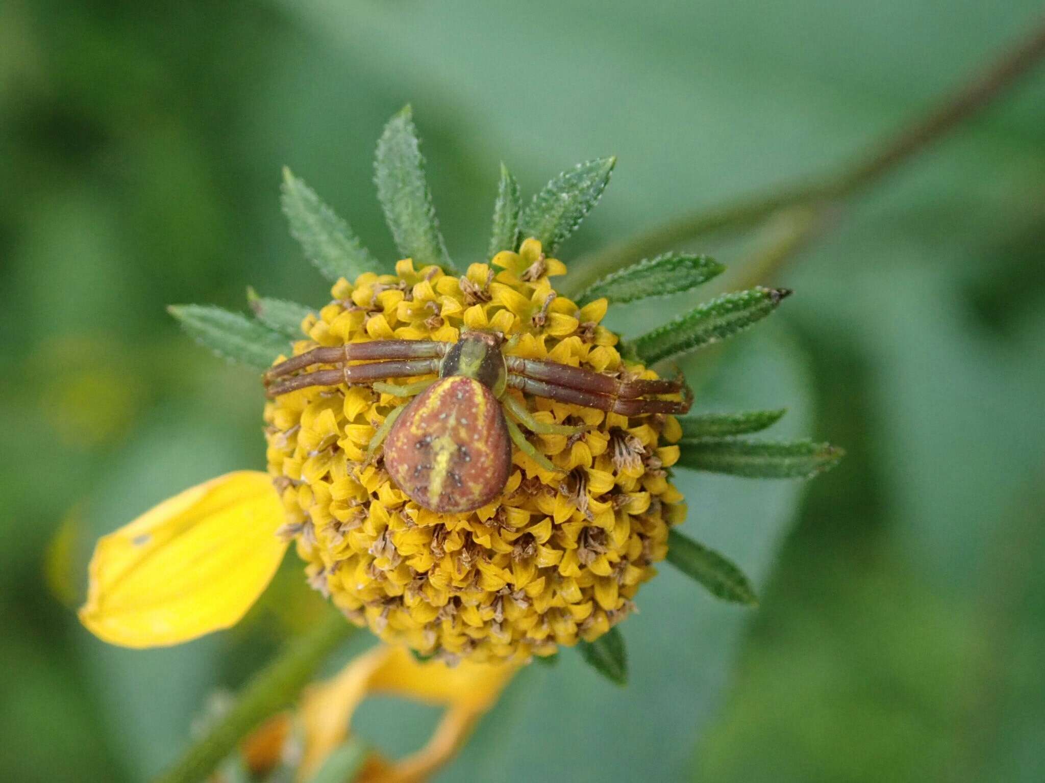 Image of Mecaphesa dubia (Keyserling 1880)