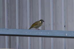 Image of Lewin's Honeyeater