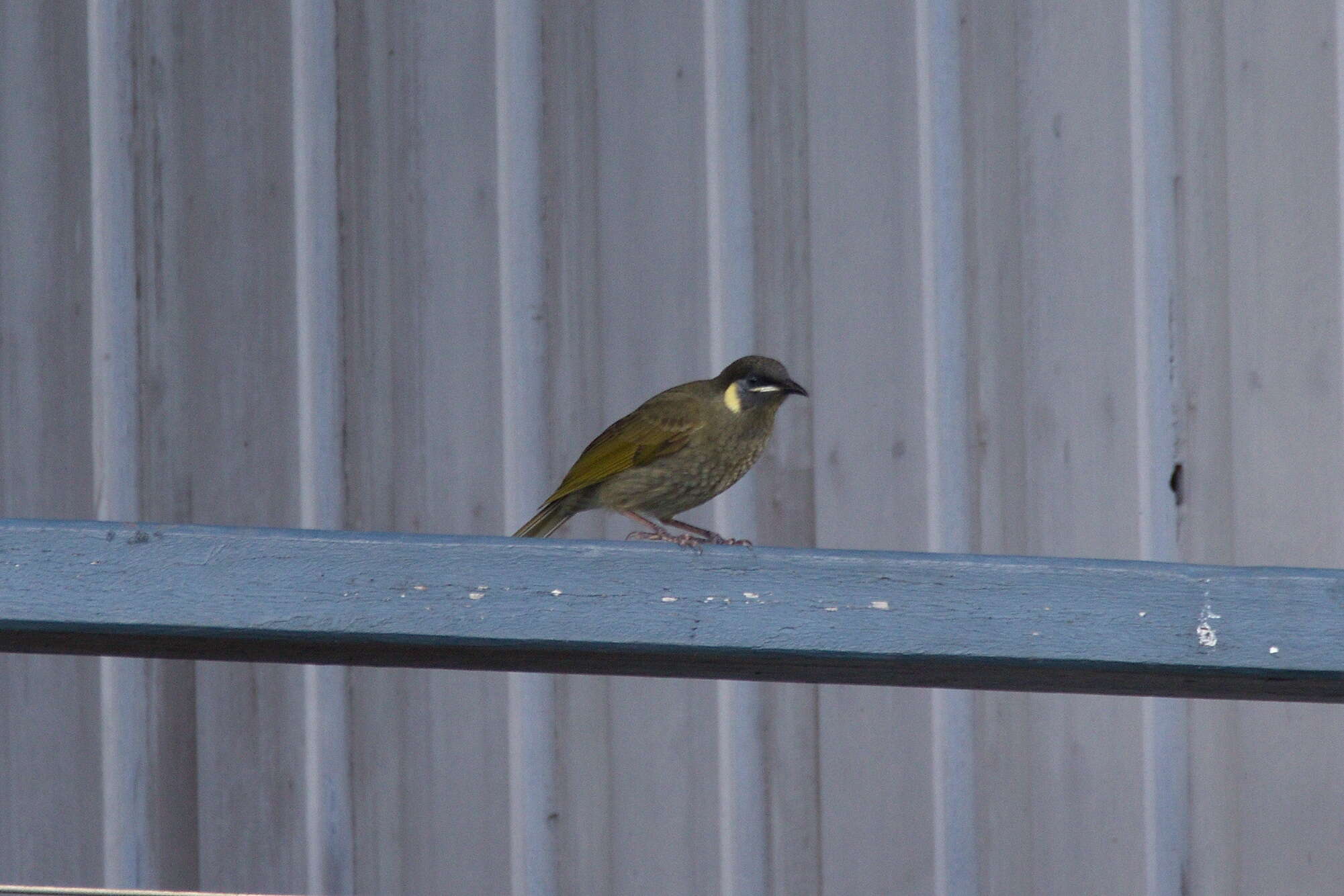 Image of Lewin's Honeyeater