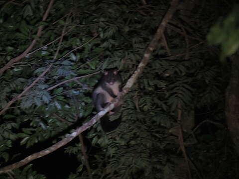 Image of Mountain Brushtail Possum