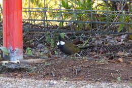 Image of Eastern Whipbird