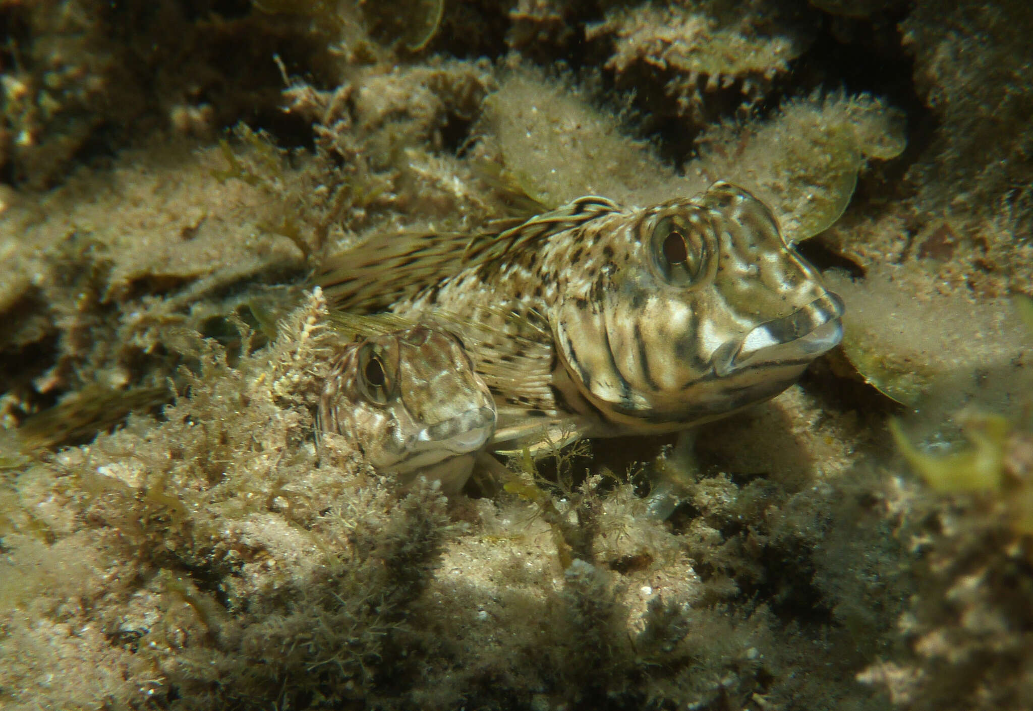 Image of Western Jumping Blenny