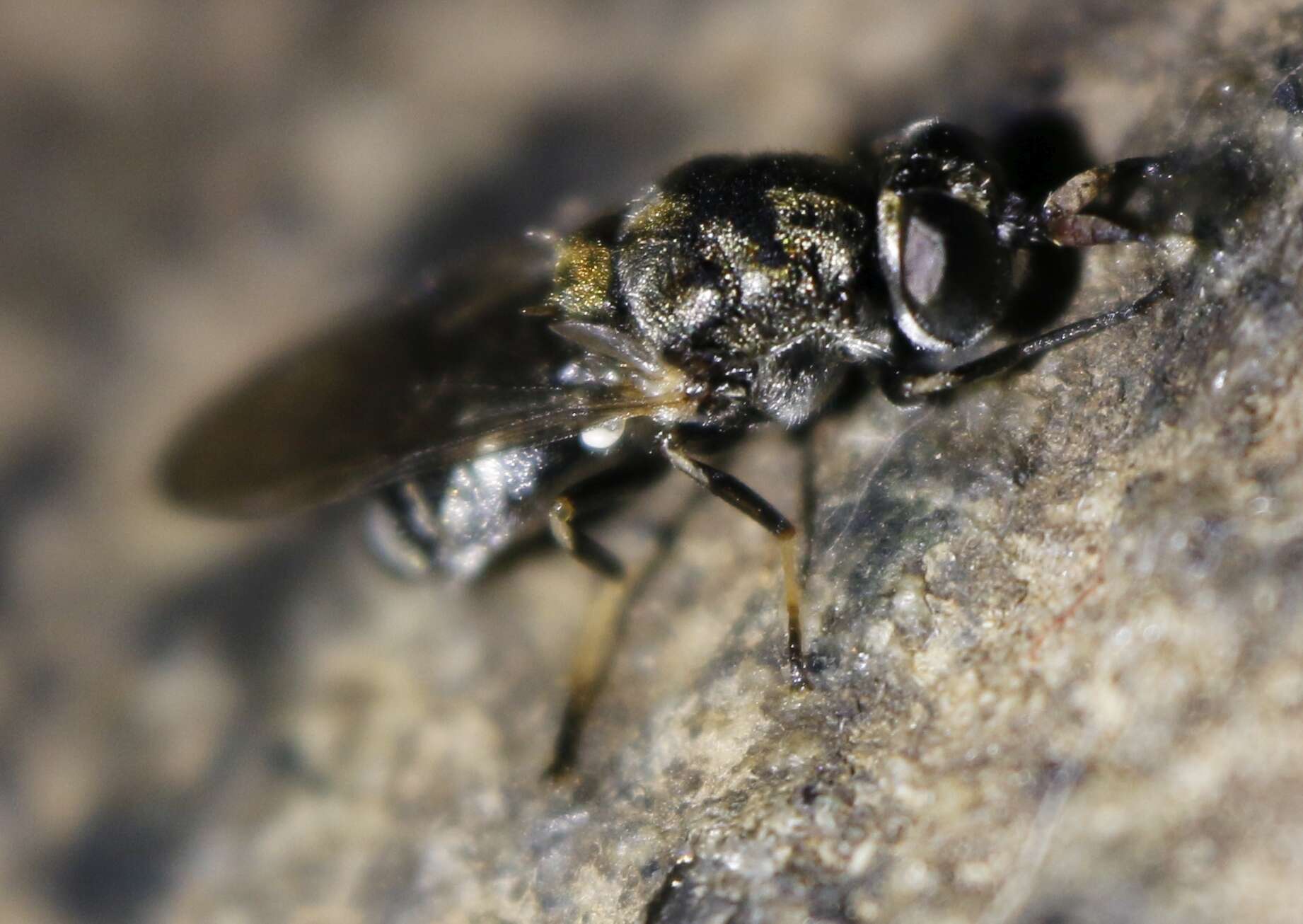 Image of Adoxomyia heminopla (Wiedemann 1819)