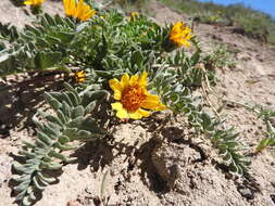 Image of Hooker's balsamroot