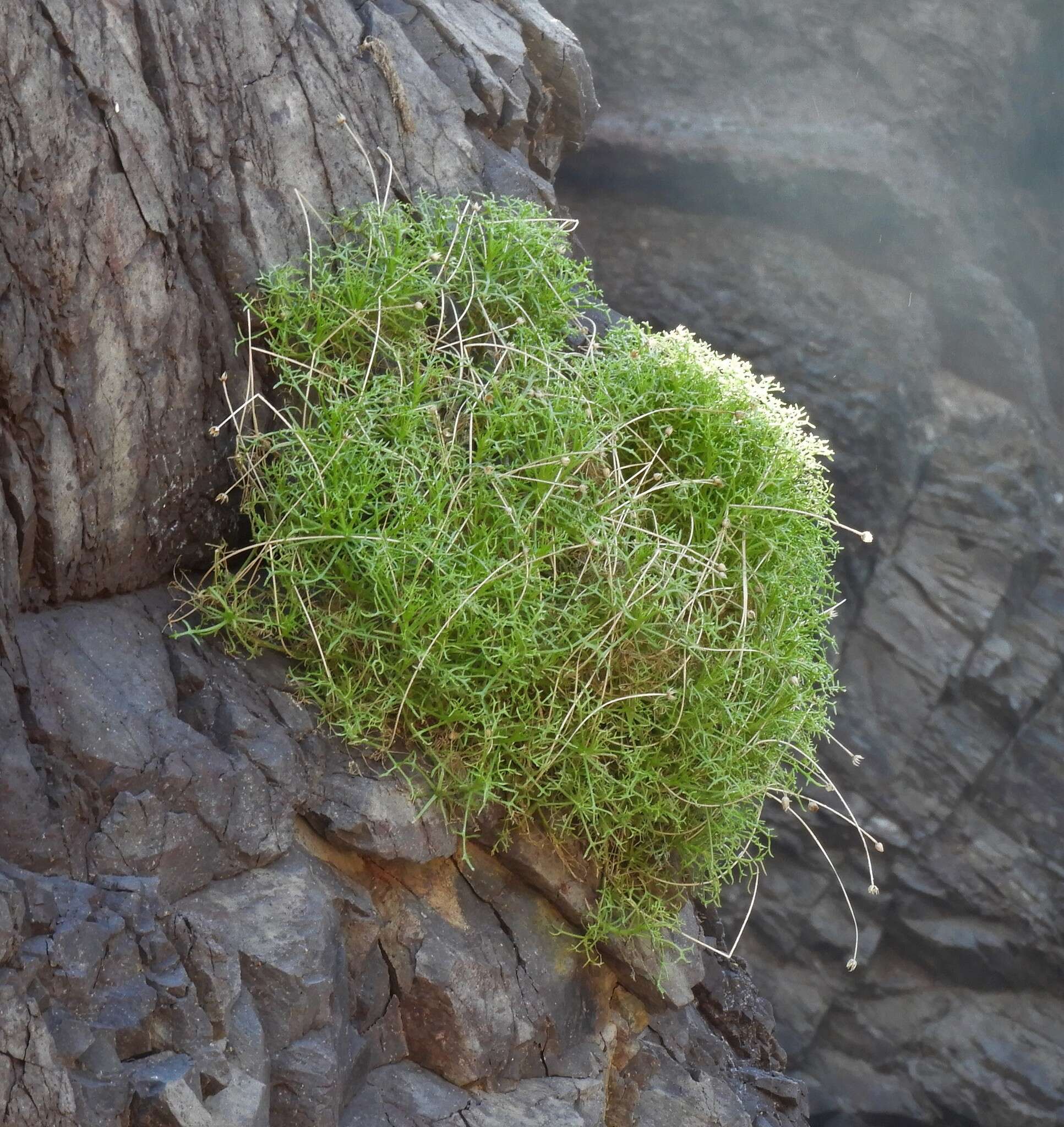 Image of Hofmeisteria fasciculata (Benth.) Walp.