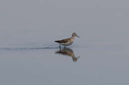 Image of Wood Sandpiper