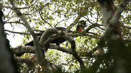 Image of Crested Guan