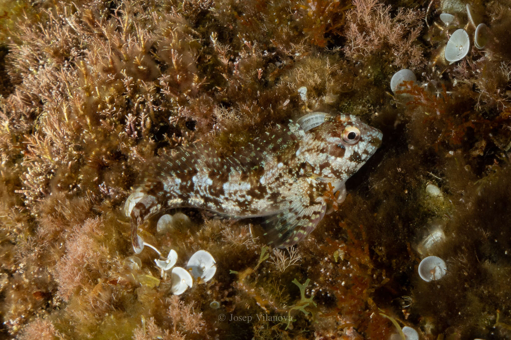 Sivun Lipophrys trigloides (Valenciennes 1836) kuva