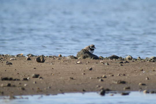 Image of ringed plover, common ringed plover