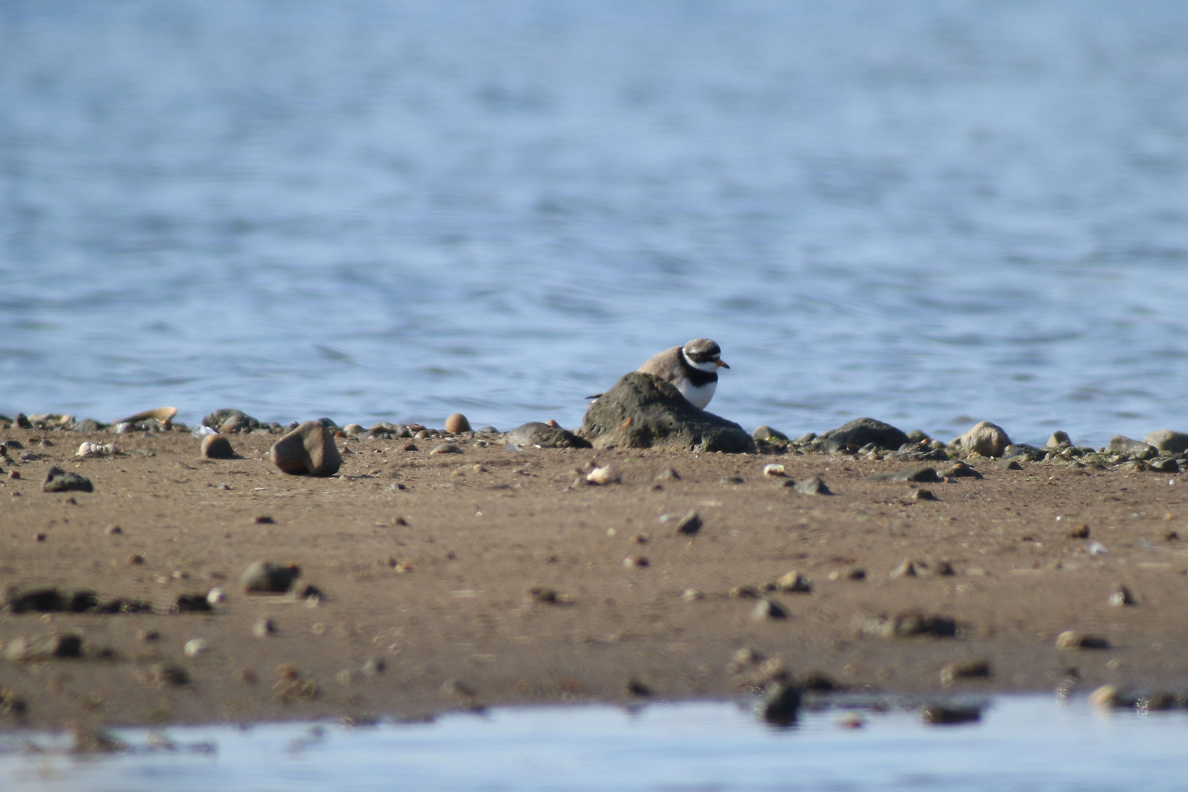 Image of ringed plover, common ringed plover