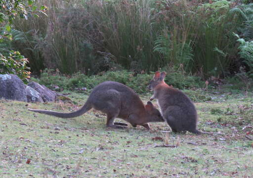 Image of Red-necked Pademelon