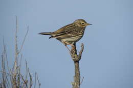 Image of Meadow Pipit