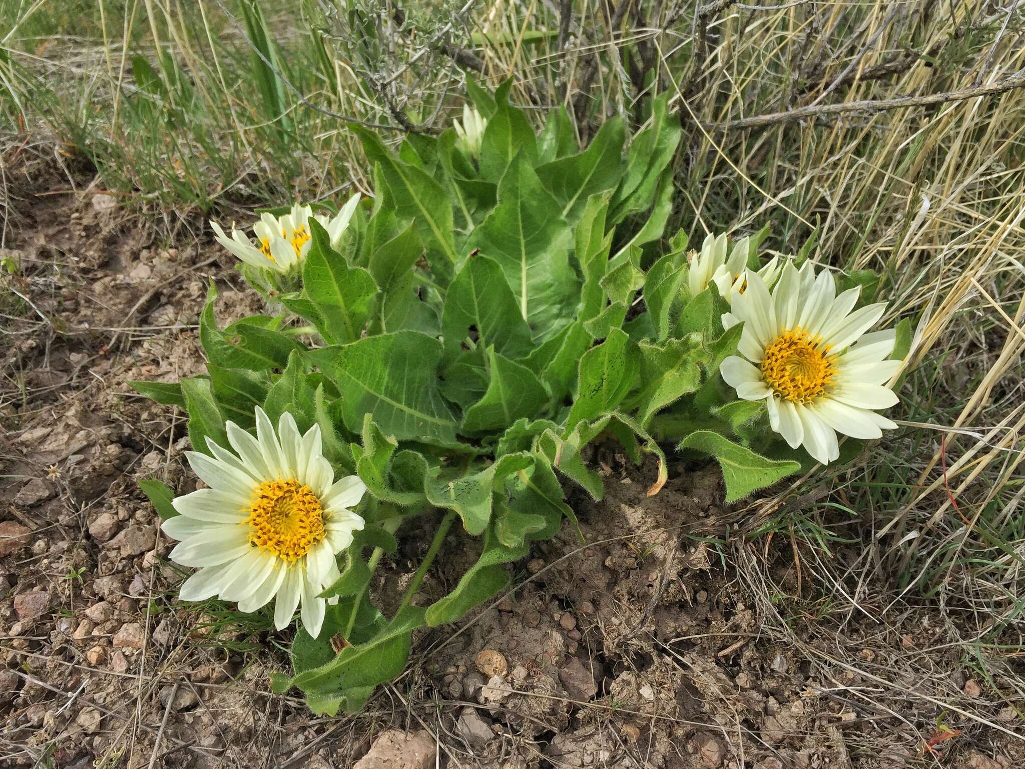 Image of White-Ray Mule's-Ears