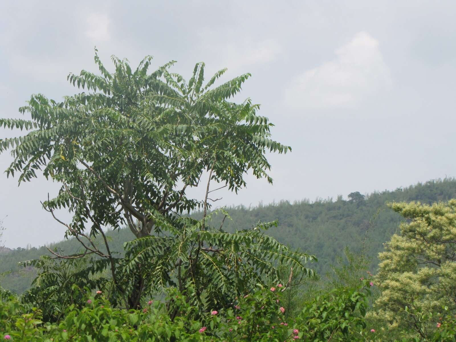 Sivun Ailanthus excelsa Roxb. kuva