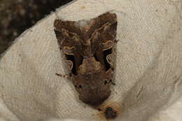 Orthosia gothica Linnaeus 1758 resmi