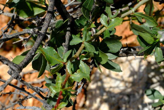 Plancia ëd Commiphora glandulosa Schinz