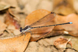 Image of Blue-tipped Dancer