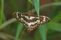 Image of Pterothysanus laticilia Walker 1854