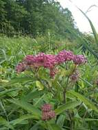 Imagem de Asclepias incarnata subsp. pulchra (Ehrh. ex Willd.) Woods.