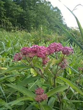 Plancia ëd Asclepias incarnata subsp. pulchra (Ehrh. ex Willd.) Woods.