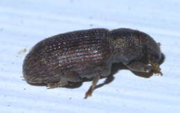 Image of Hormops