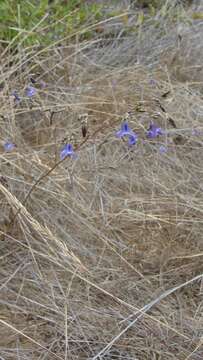 Image of Conanthera trimaculata (D. Don) F. Meigen