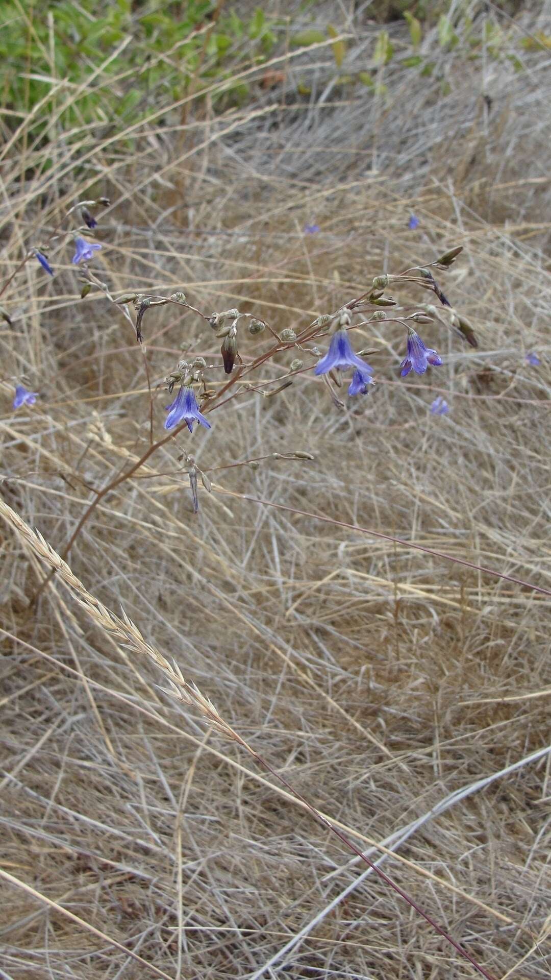 Image of Conanthera trimaculata (D. Don) F. Meigen