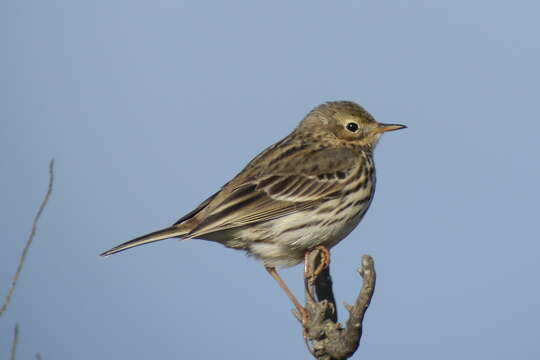 Imagem de Anthus pratensis (Linnaeus 1758)