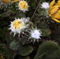 Слика од Grindelia hirsutula Hook. & Arn.