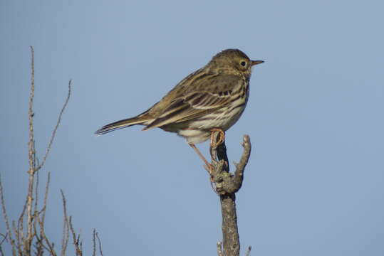 Imagem de Anthus pratensis (Linnaeus 1758)