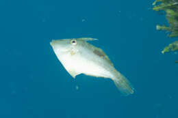 Image of Shortsnout filefish