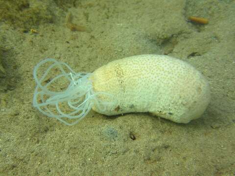 Image of Brown Sandfish