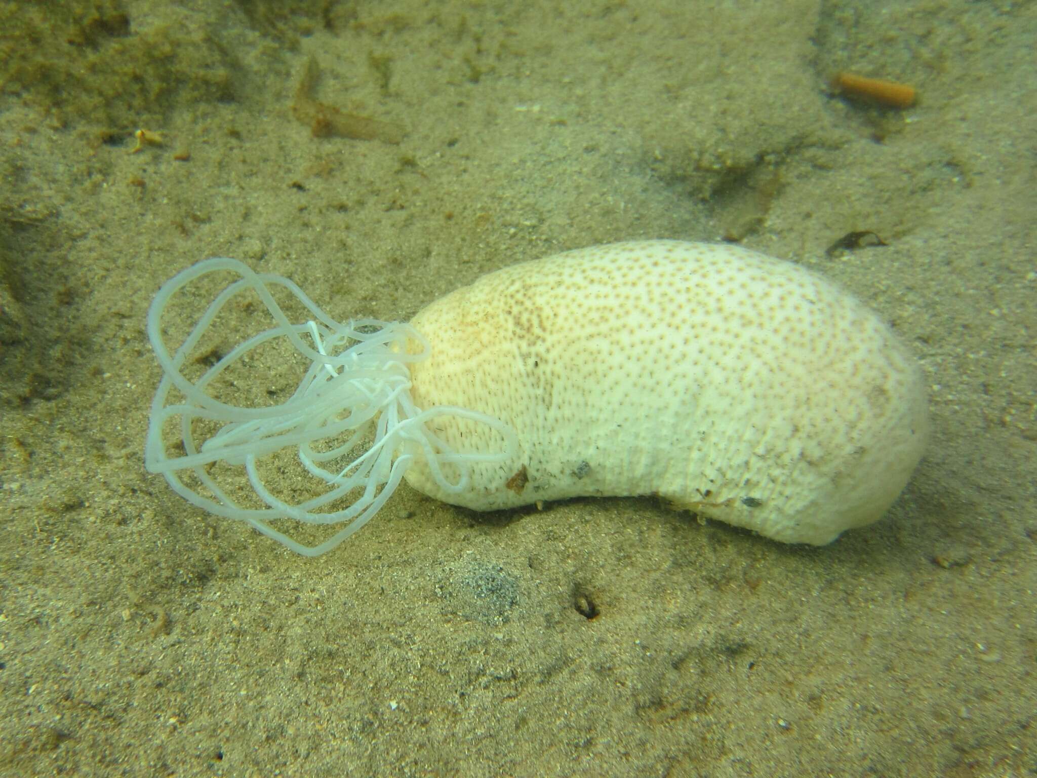 Image of Brown Sandfish