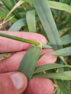 Image of Hordeum vulgare subsp. vulgare