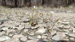 Image of Kentucky glade cress