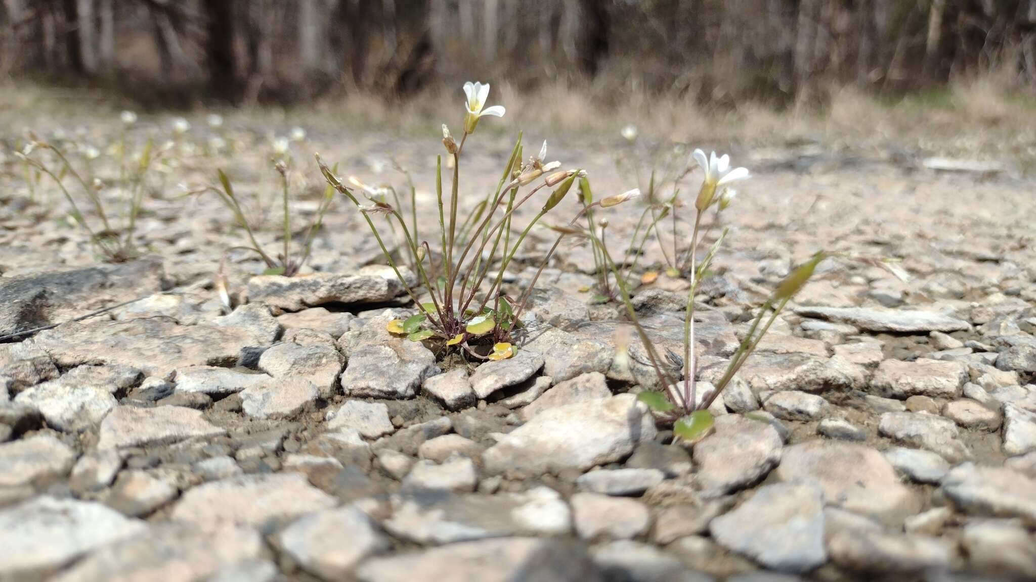 Image of Kentucky glade cress