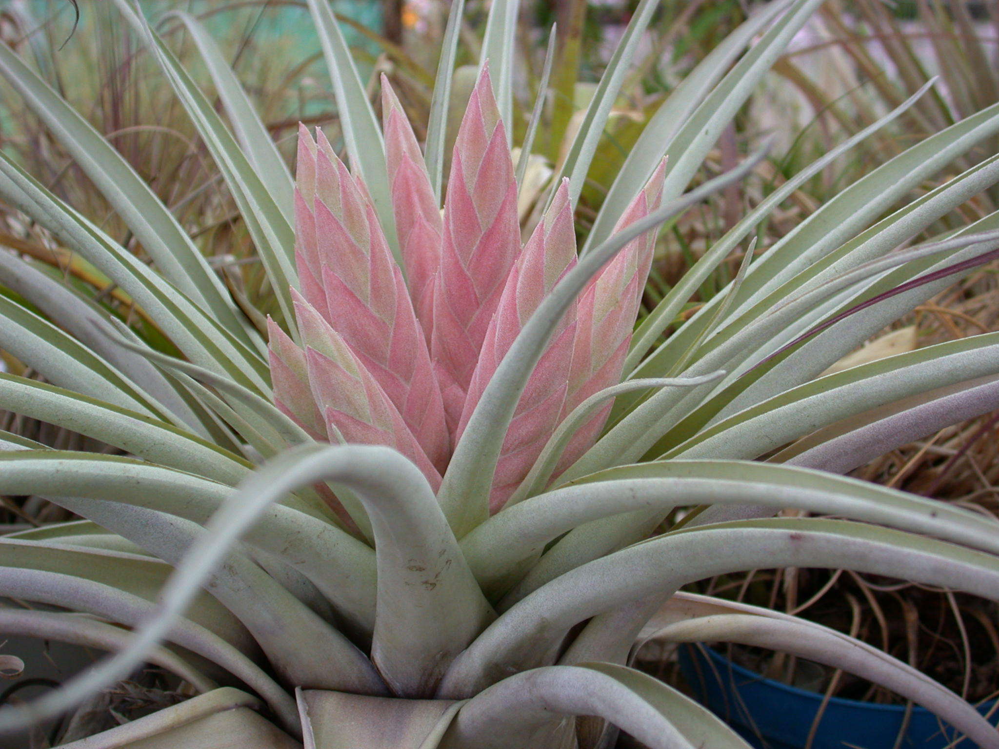 Image of Tillandsia carlsoniae L. B. Sm.