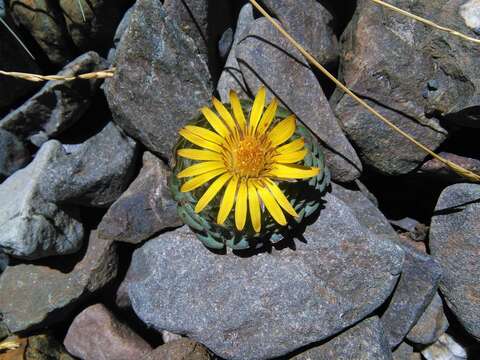 Image of Chaetanthera spathulifolia Cabrera