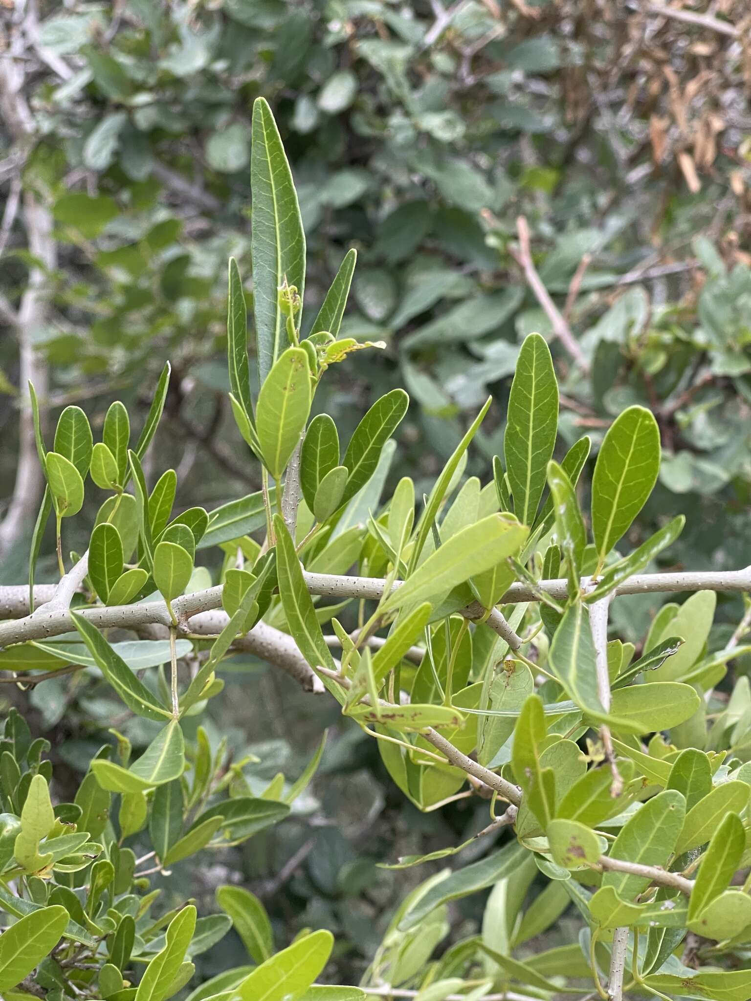 Image of Searsia gueinzii (Sond.) F. A. Barkley