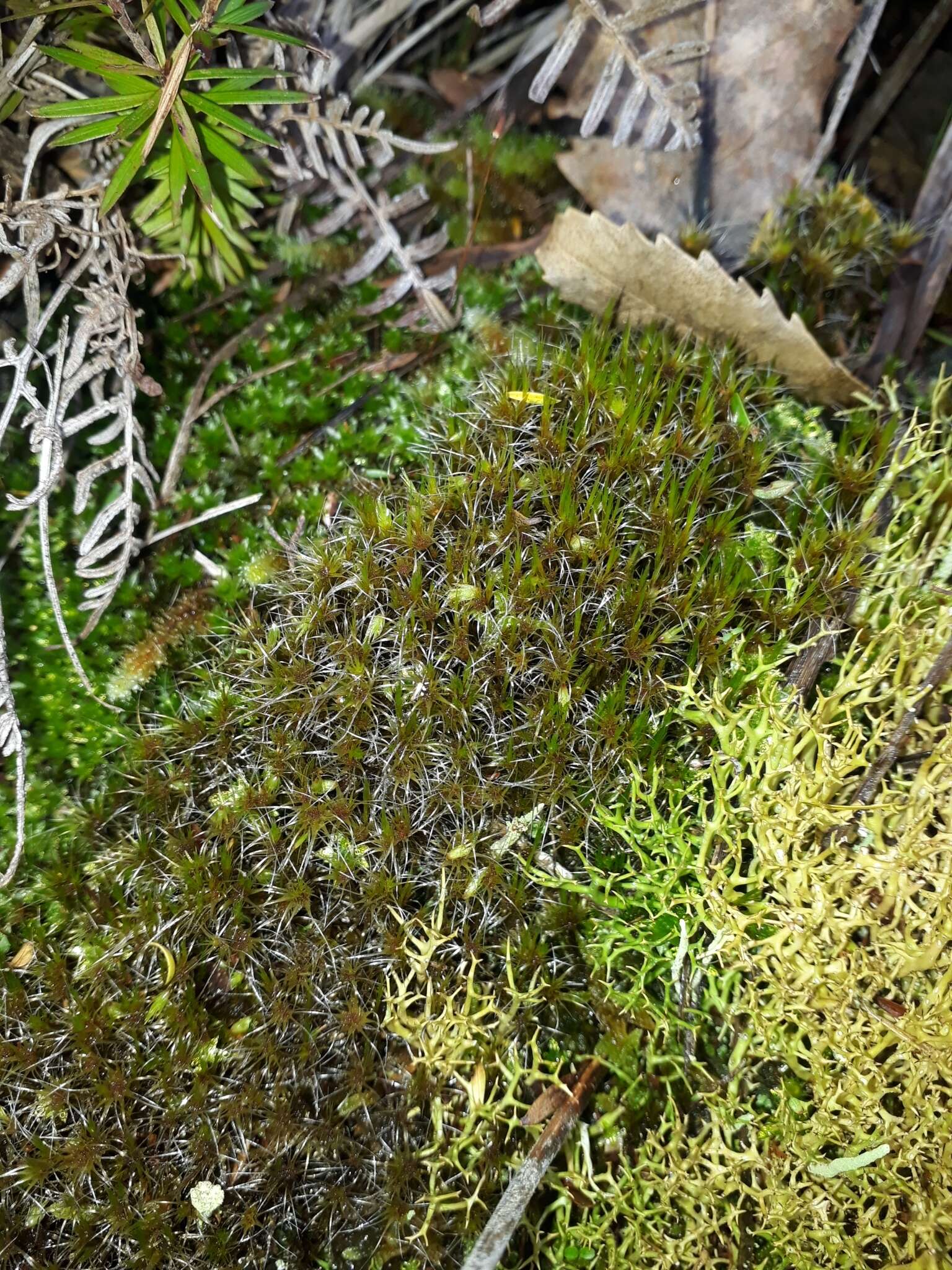 Image of campylopus moss