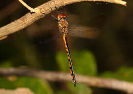 Image of Fat-bellied Emerald