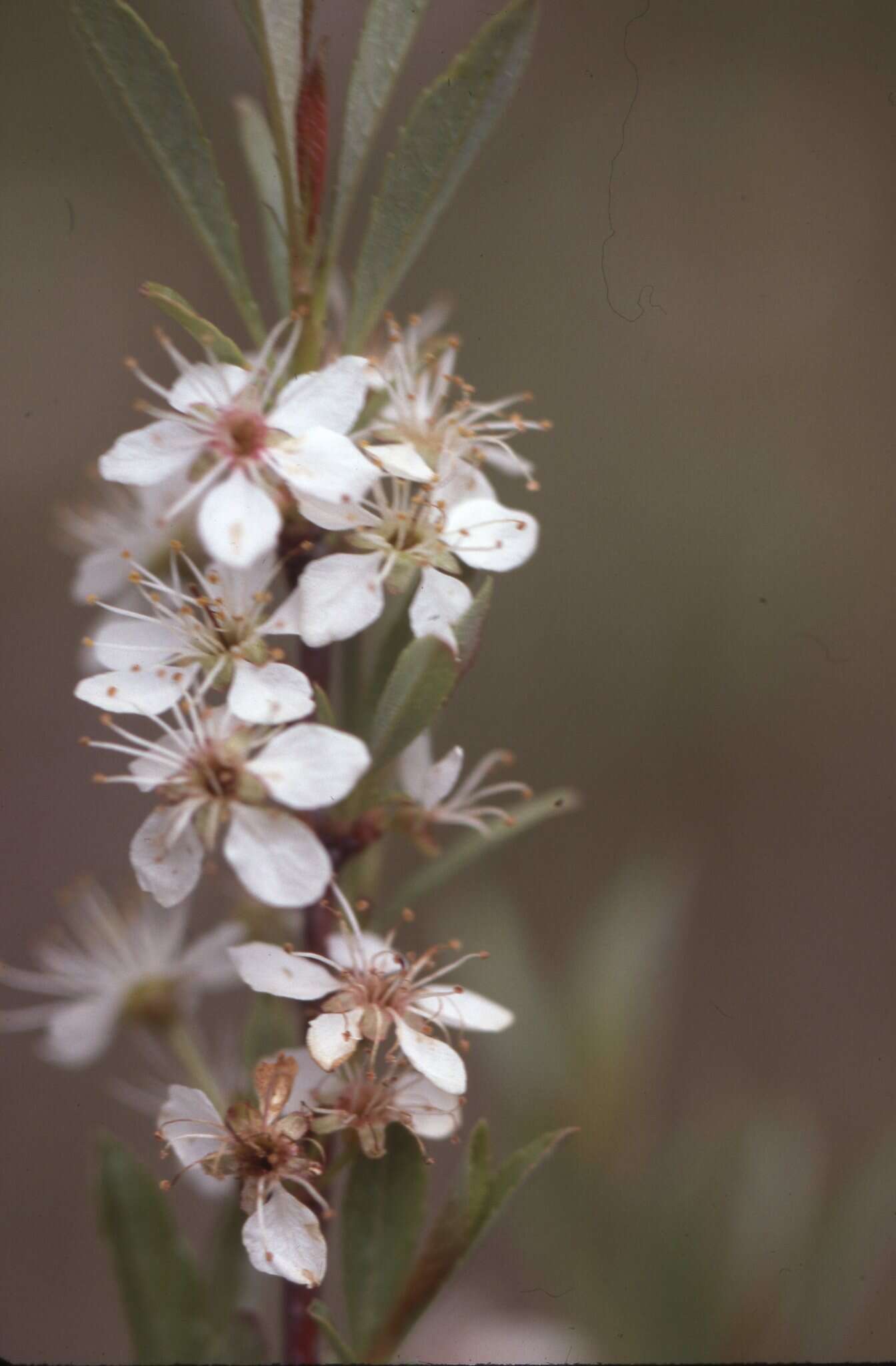 Image of western sandcherry